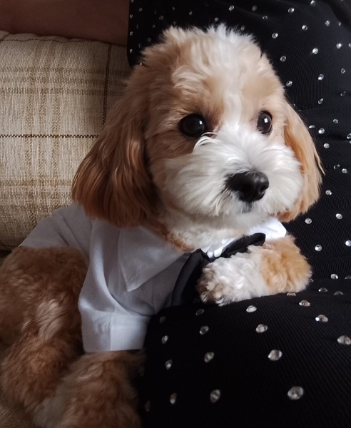 Maltese, Köpek  THEO fotoğrafı