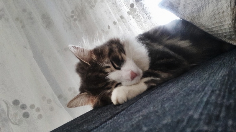 Tekir Kedi, Kedi  Mırmır fotoğrafı