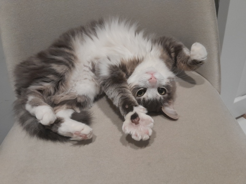 Tekir Kedi, Kedi  Mırmır fotoğrafı