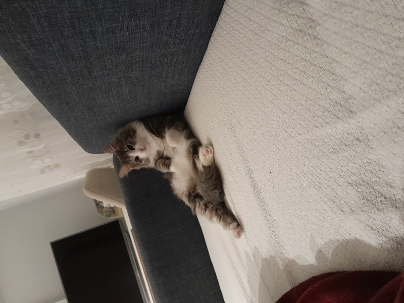 Tekir Kedi, Kedi  Mırmır fotoğrafı