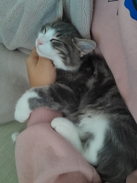 Tekir Kedi, Kedi  Mırmır fotoğrafı