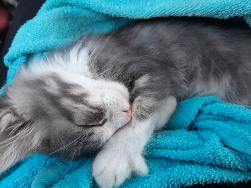 Tekir Kedi, Kedi  Mırmır fotoğrafı