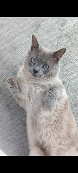British Shorthair, Kedi  Badem fotoğrafı