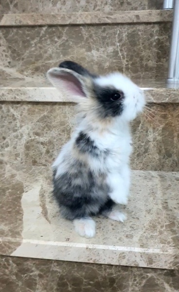 Tavşan, Kemirgen  Sprunki fotoğrafı