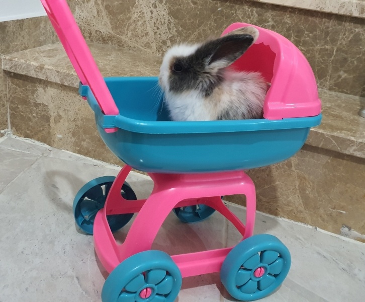 Tavşan, Kemirgen  Sprunki fotoğrafı