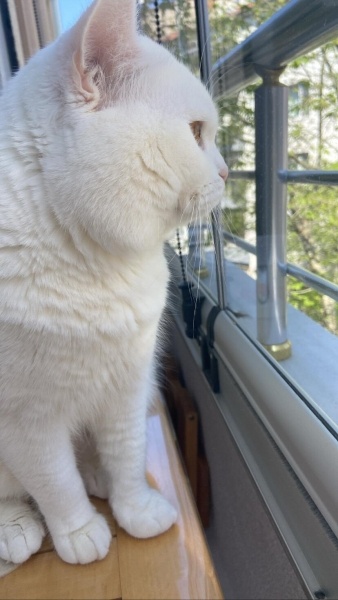 British Shorthair, Kedi  Sütlaç fotoğrafı