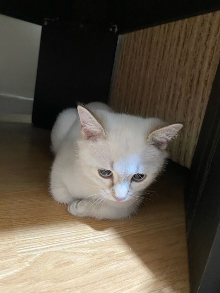 British Shorthair, Kedi  Bulut fotoğrafı