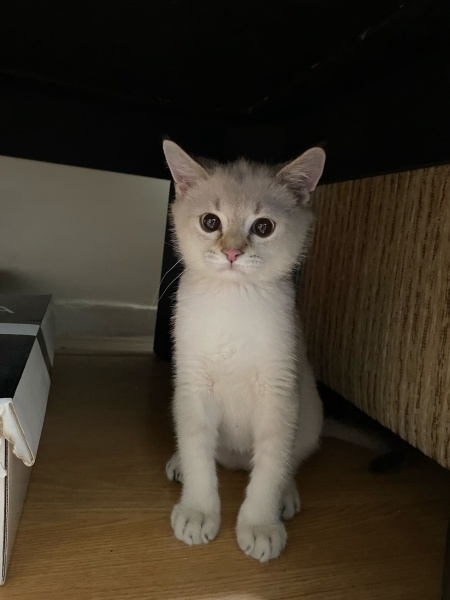 British Shorthair, Kedi  Bulut fotoğrafı