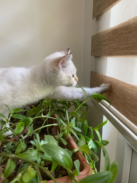 British Shorthair, Kedi  Bulut fotoğrafı