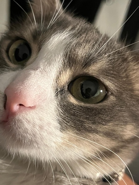 Tekir Kedi, Kedi  Bihter fotoğrafı