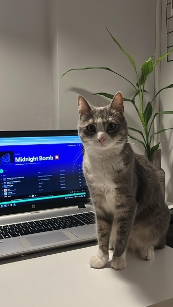 Tekir Kedi, Kedi  Bihter fotoğrafı