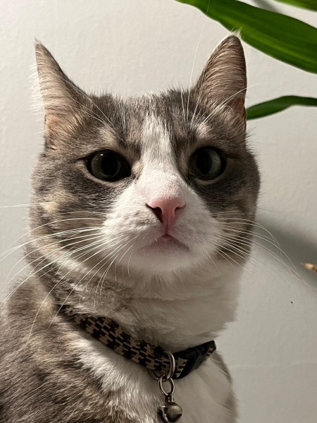 Tekir Kedi, Kedi  Bihter fotoğrafı