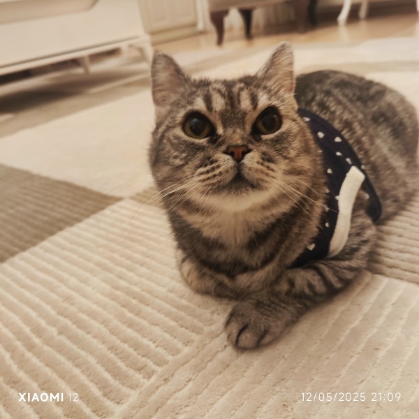 British Shorthair, Kedi  Pofi fotoğrafı