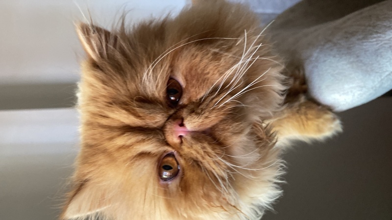İran Kedisi (Persian), Kedi  Tarçın fotoğrafı
