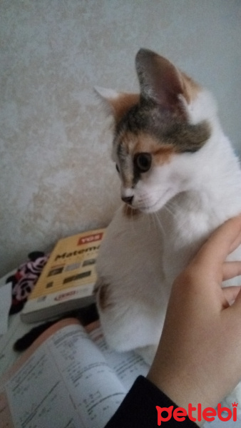 Tekir Kedi, Kedi  Mika fotoğrafı