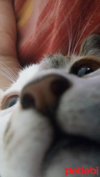 Tekir Kedi, Kedi  Mika fotoğrafı