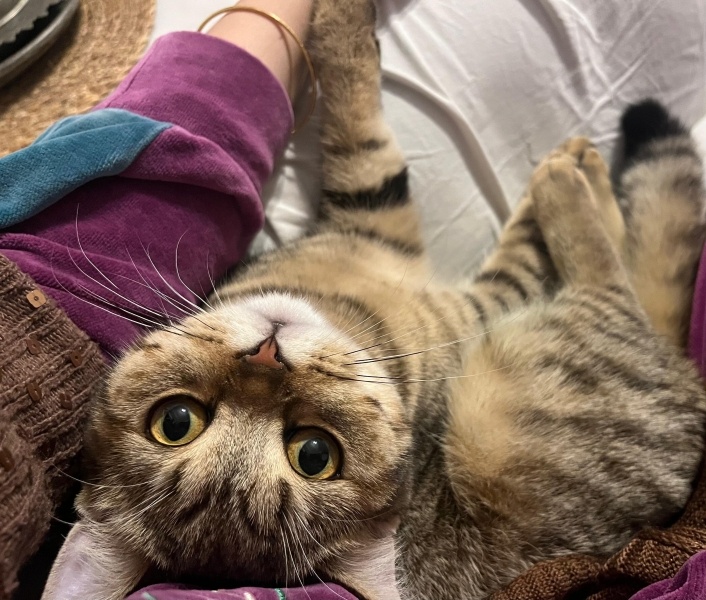 British Shorthair, Kedi  Çakır fotoğrafı