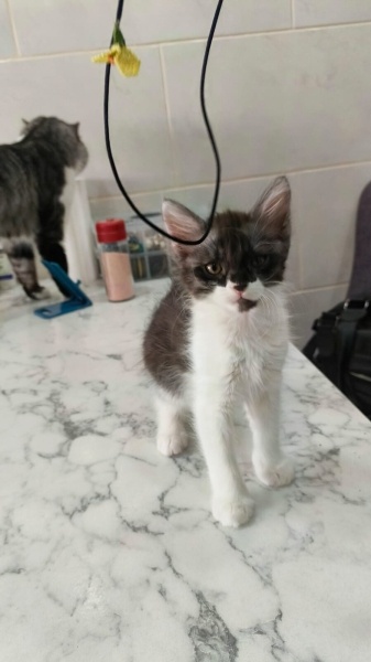 Tekir Kedi, Kedi  Tekir fotoğrafı