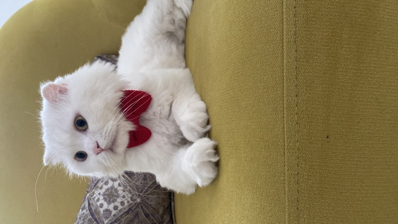 Scottish Fold, Kedi  Alfa fotoğrafı