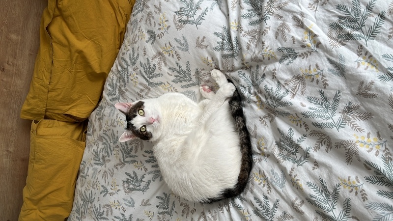 Tekir Kedi, Kedi  Faruk fotoğrafı