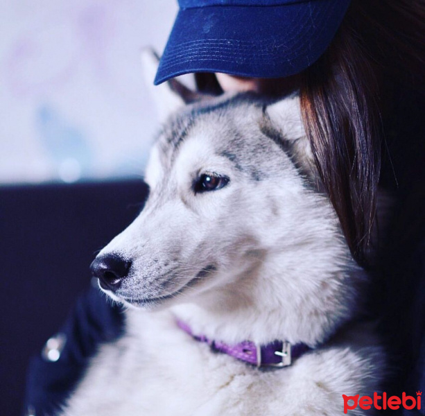 Sibirya Kurdu (Husky), Köpek  siera fotoğrafı