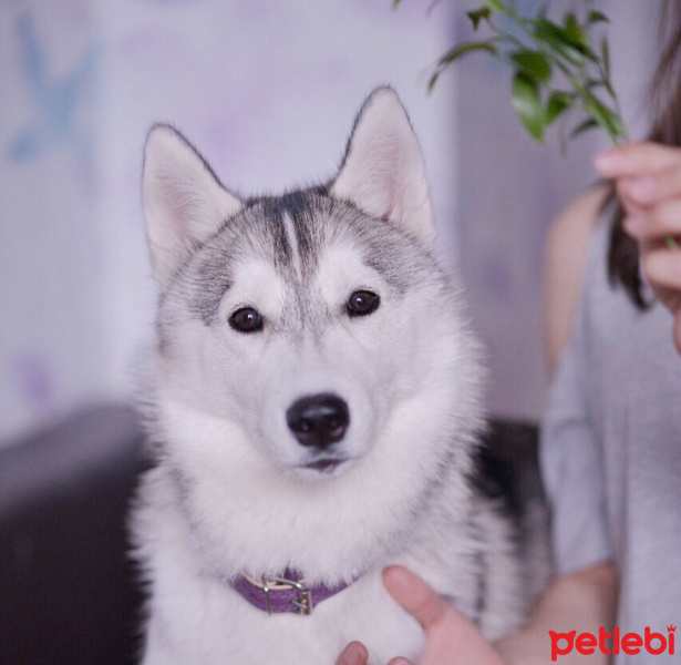 Sibirya Kurdu (Husky), Köpek  siera fotoğrafı
