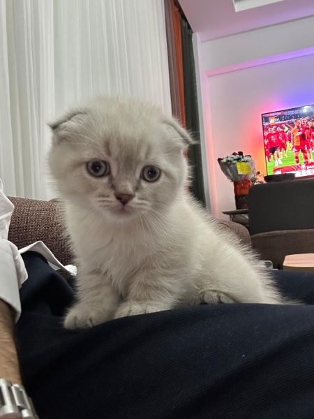 Scottish Fold, Kedi  Puffy fotoğrafı