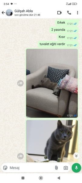 Brazilian Shorthair, Kedi  Venüs fotoğrafı
