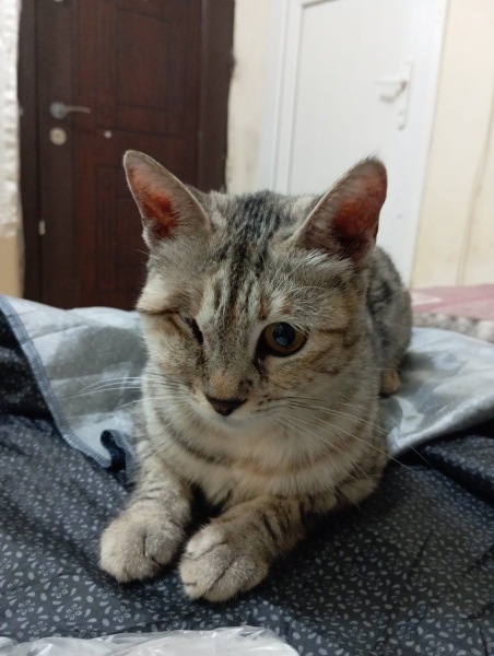 Tekir Kedi, Kedi  Şila fotoğrafı