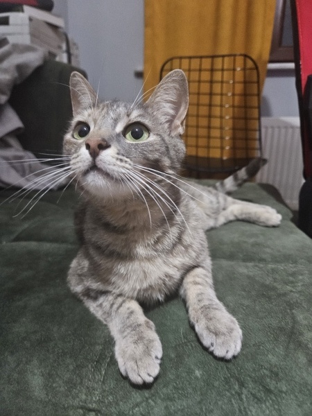 Tekir Kedi, Kedi  Suzan (Suzi) fotoğrafı