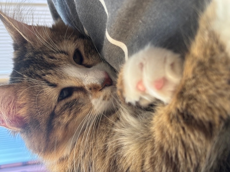 Tekir Kedi, Kedi  Yuumi ⭐️ fotoğrafı