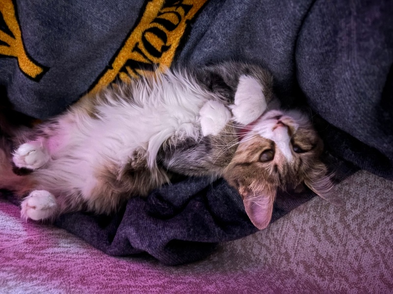 Tekir Kedi, Kedi  Yuumi ⭐️ fotoğrafı