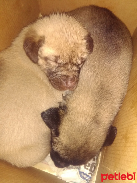 Kangal, Köpek  Prenses tom fotoğrafı