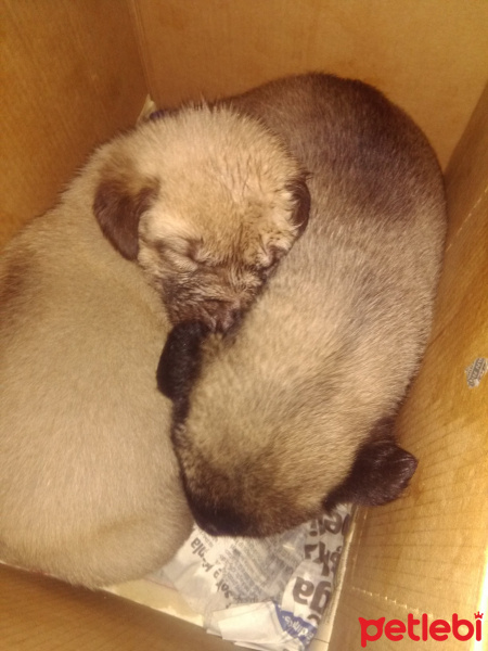 Kangal, Köpek  Prenses tom fotoğrafı