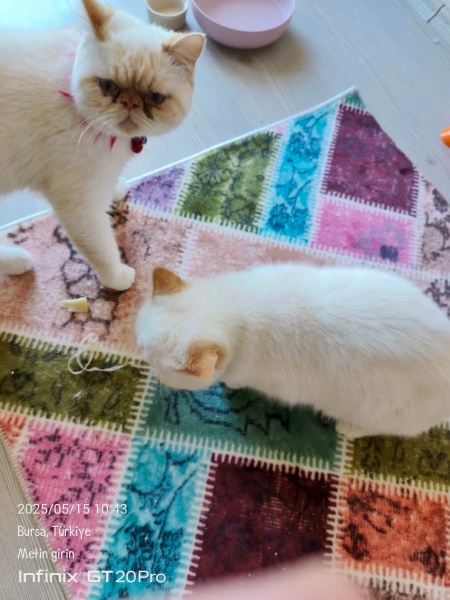 British Longhair, Kedi  Maya ve casper fotoğrafı