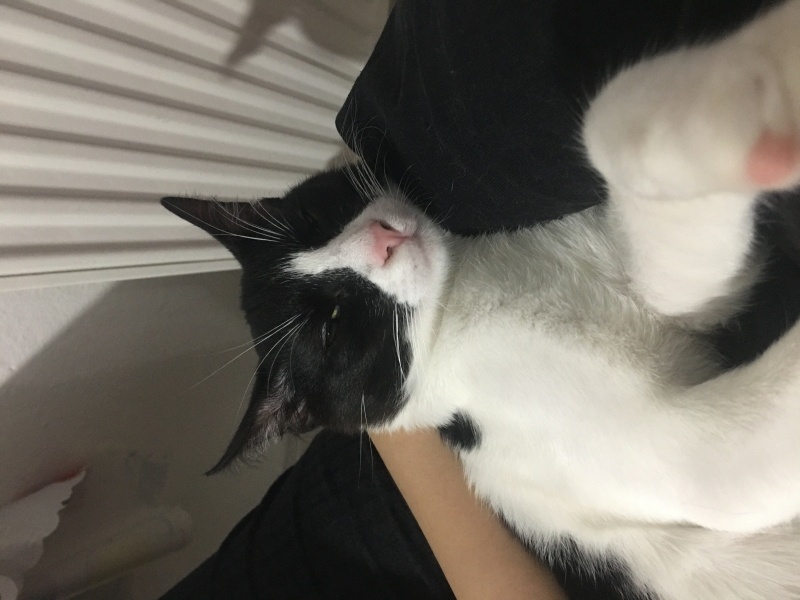 Tuxedo (Smokin) Kedi, Kedi  Recep fotoğrafı