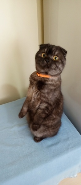 Scottish Fold, Kedi  Arthur fotoğrafı