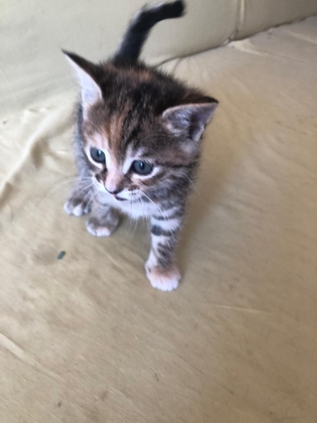 Tekir Kedi, Kedi  1aylık yavru fotoğrafı
