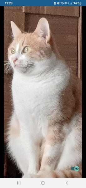 Sarman, Kedi  Hera fotoğrafı