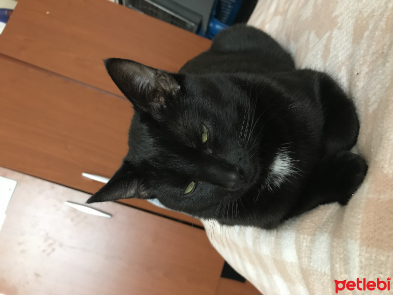 Bombay, Kedi  Garip fotoğrafı
