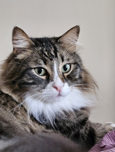 Tekir Kedi, Kedi  Çitos fotoğrafı