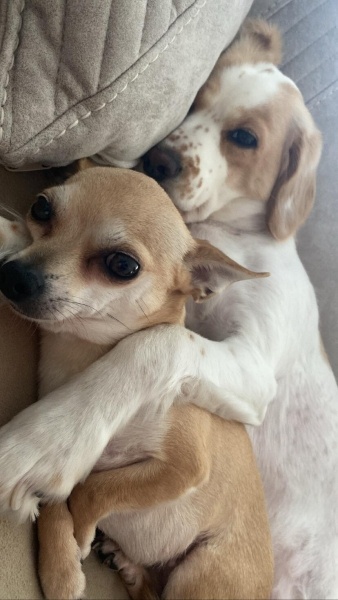 Chihuahua, Köpek  Maya fotoğrafı