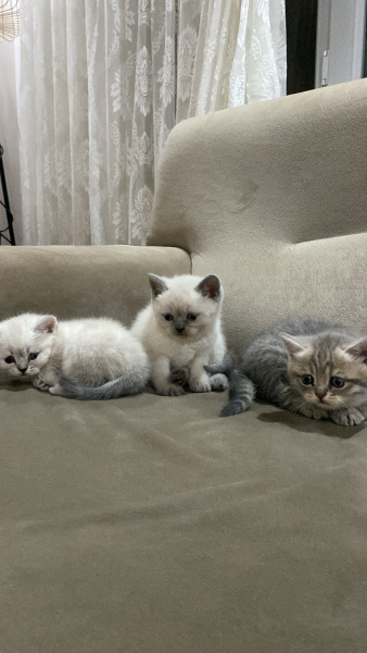 Scottish Fold, Kedi  Zed fotoğrafı