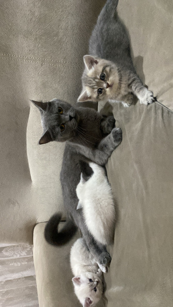 Scottish Fold, Kedi  Zed fotoğrafı
