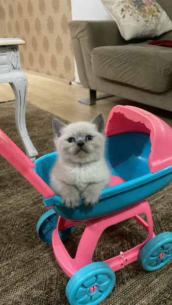 Scottish Fold, Kedi  Zed fotoğrafı