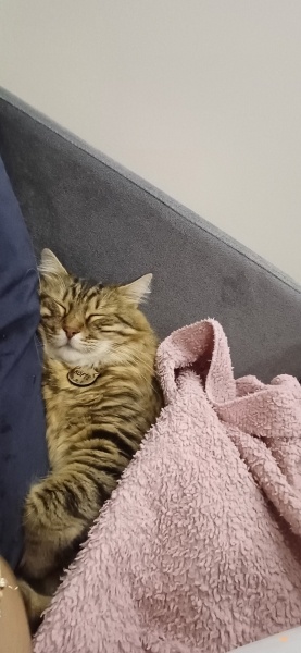 Sibirya Kedisi, Kedi  Köfte fotoğrafı