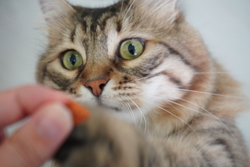Sibirya Kedisi, Kedi  Köfte fotoğrafı