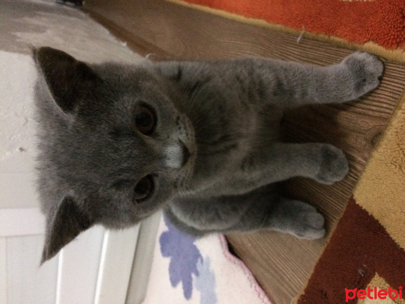 Scottish Fold, Kedi  Kıpır fotoğrafı