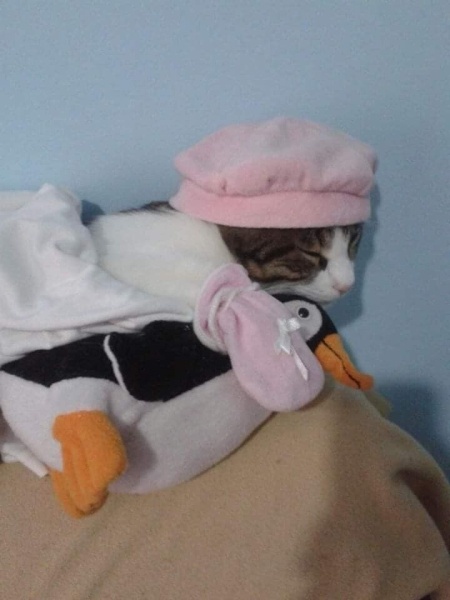 Tekir Kedi, Kedi  Minnoş fotoğrafı