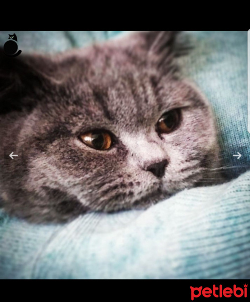 British Shorthair, Kedi  Mimi fotoğrafı